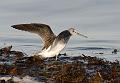 Gluttsnipe - Common greenshank (Tringa nebularia) 